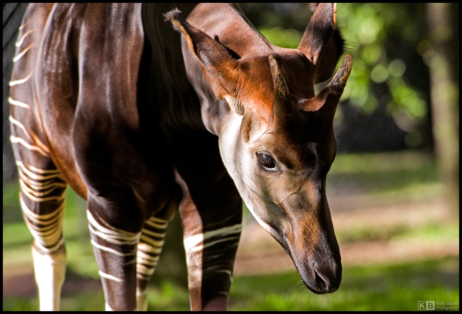 Okapi by KeldBach on DeviantArt