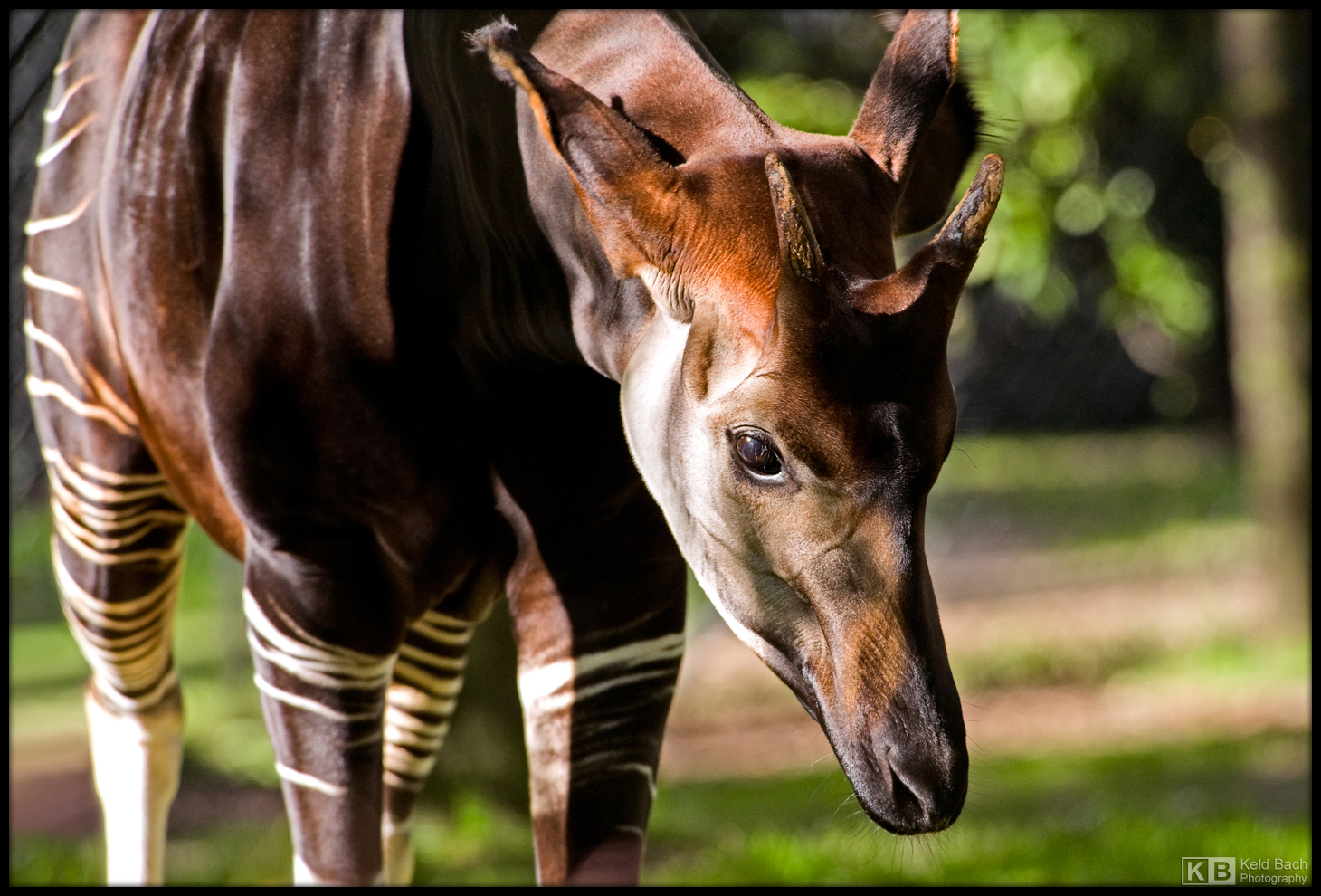 Okapi Jump Okapi by KeldBach on DeviantArt