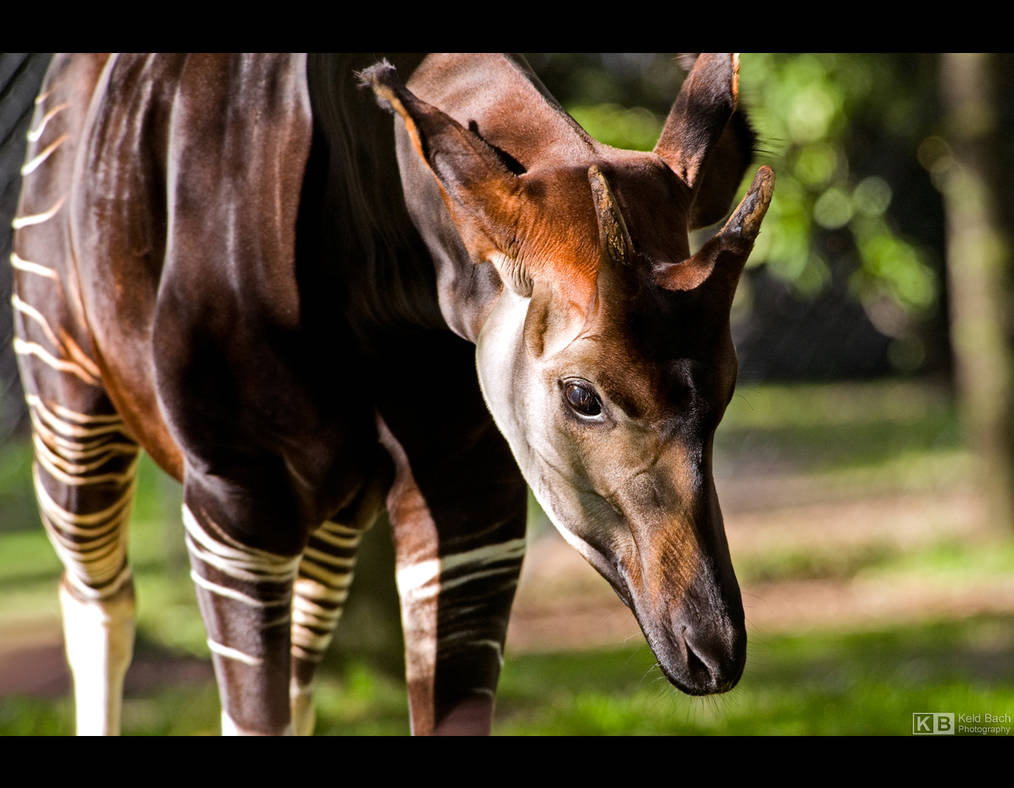 Okapi by KeldBach