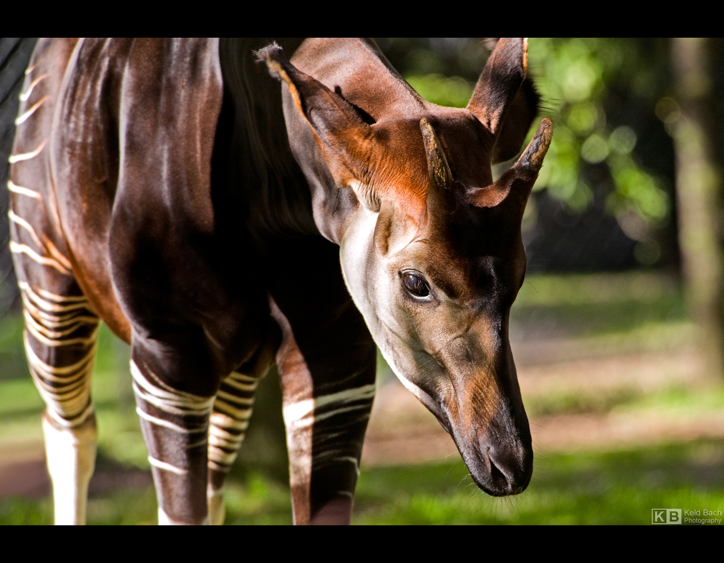 Okapi by KeldBach