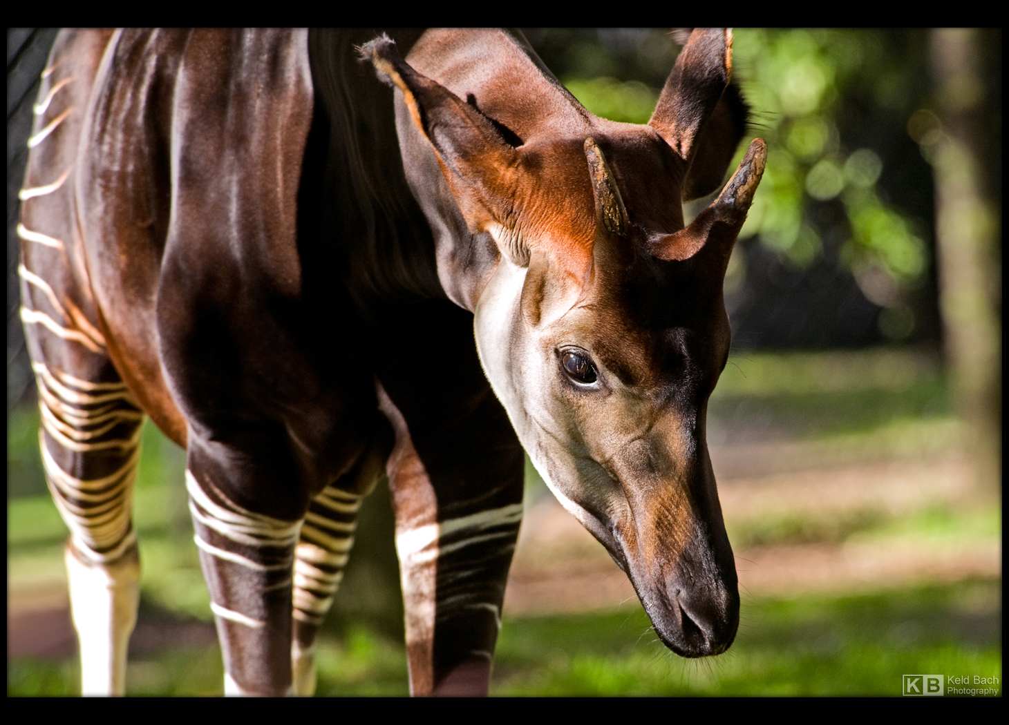 Okapi by KeldBach