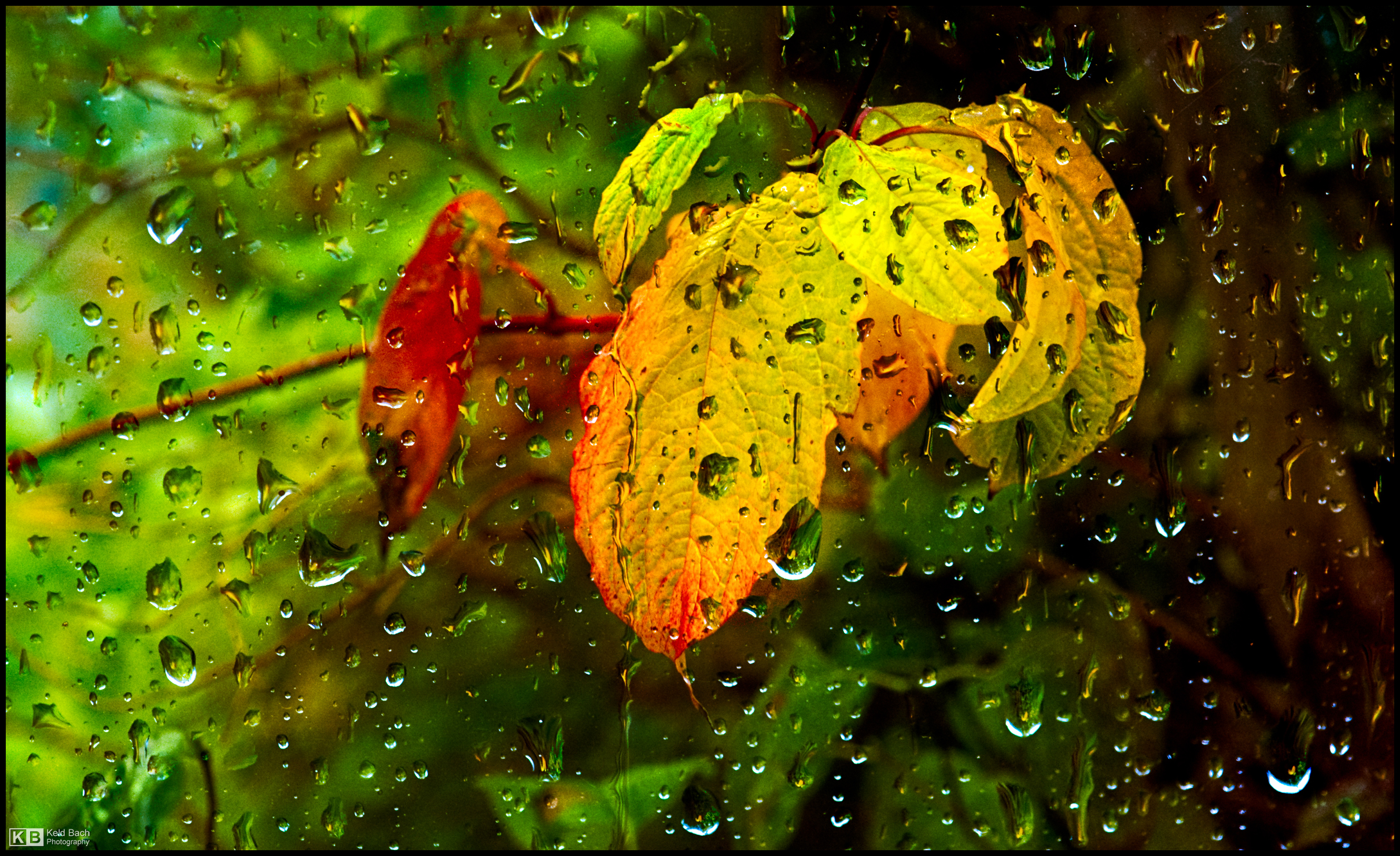 Rainy Autumn Day