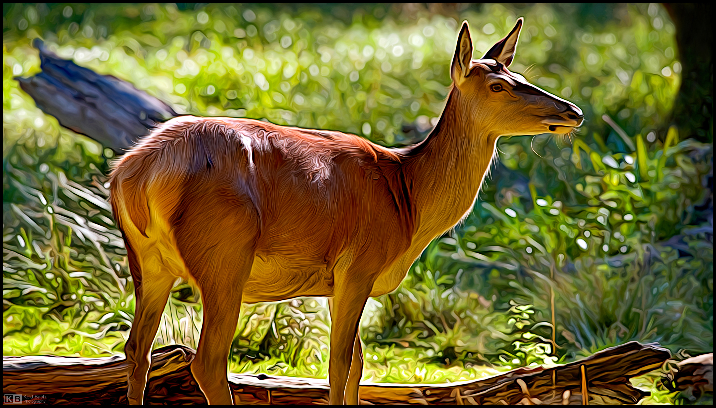 Red Deer Hind