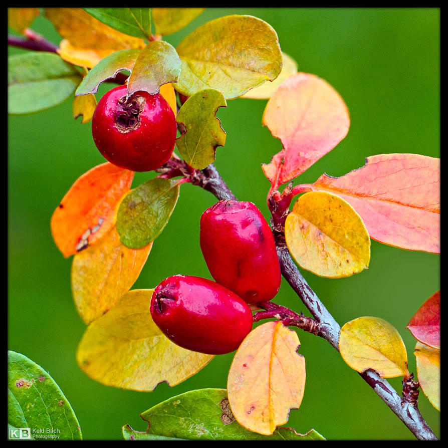 Fall Colours by KeldBach