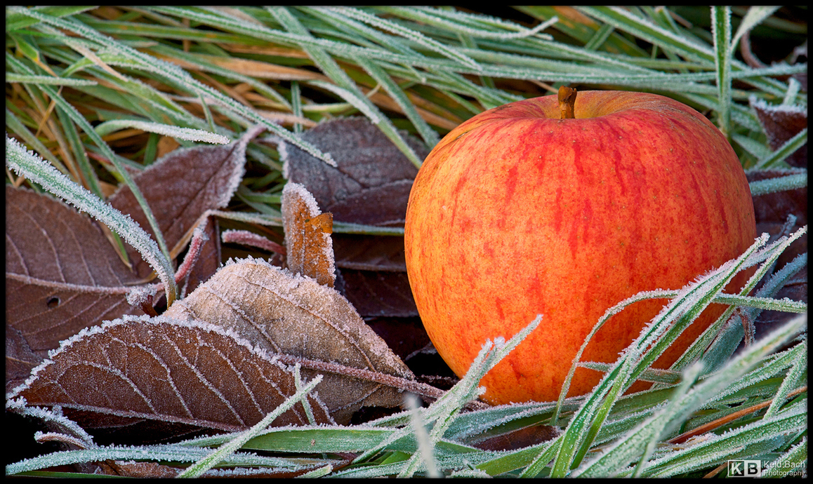 Last Apple