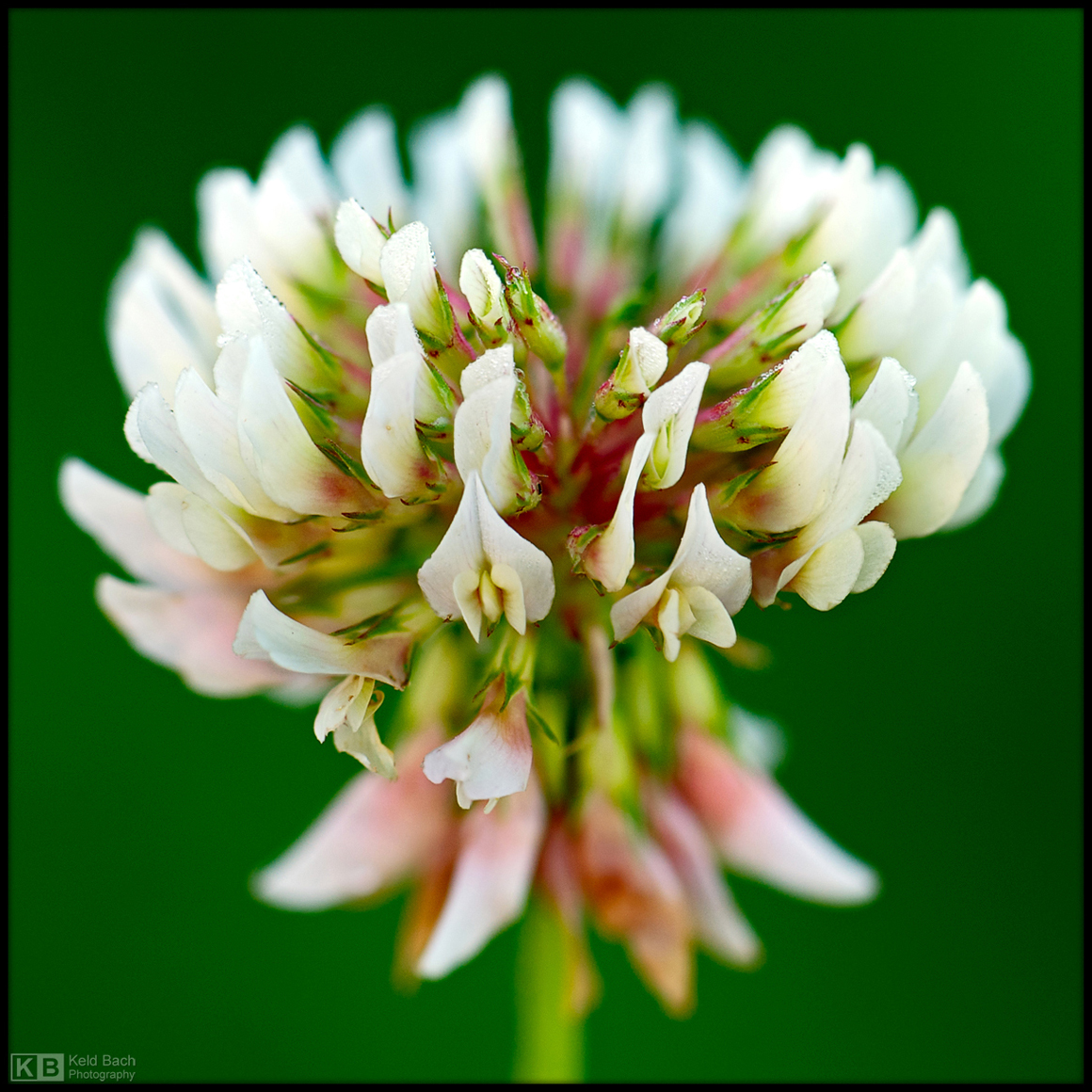 White Clover