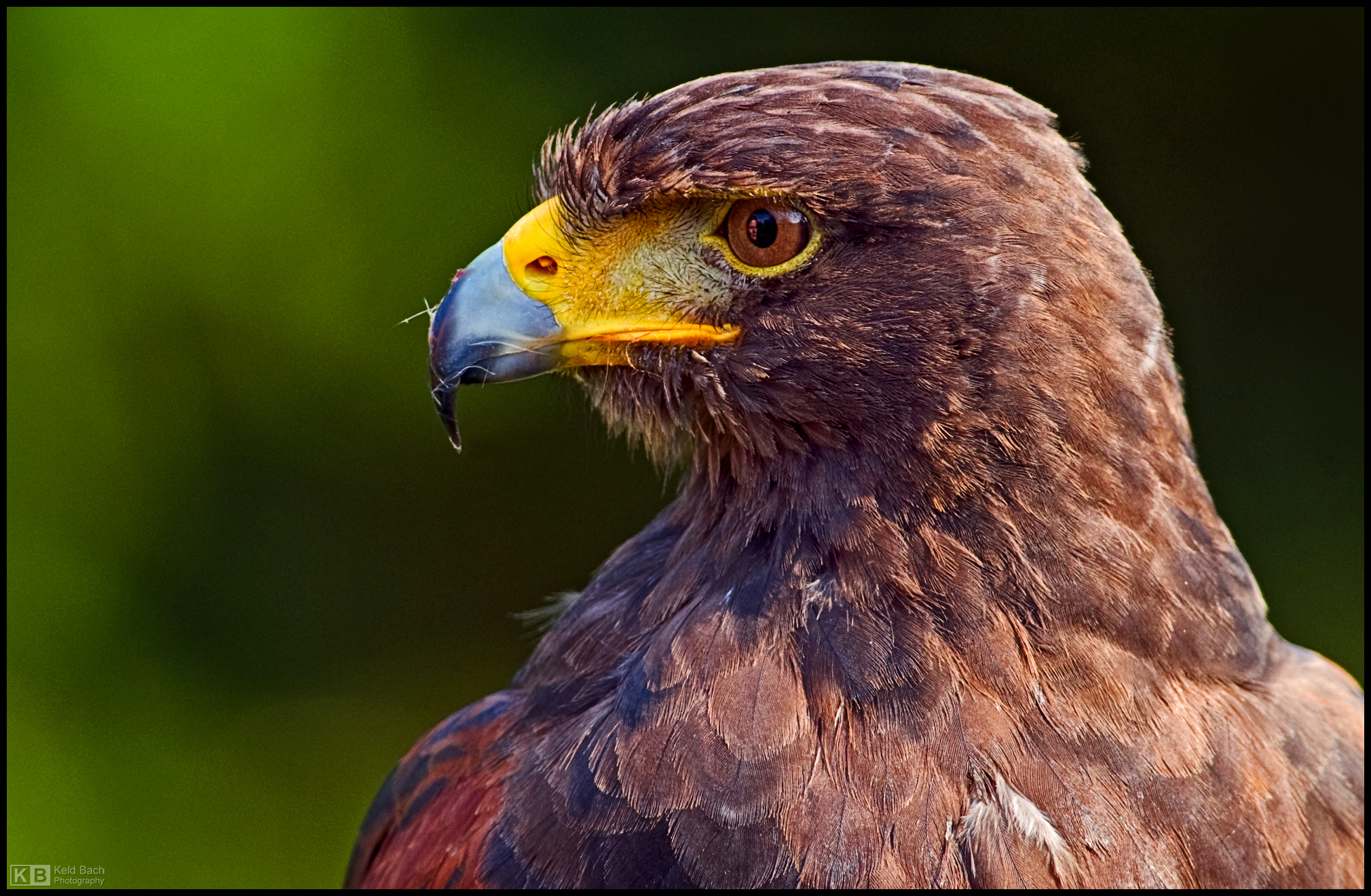 Falconer's Reflection