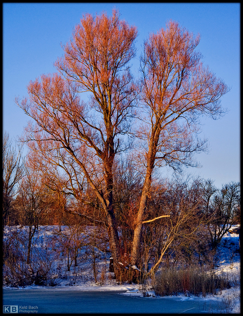 Golden Branches