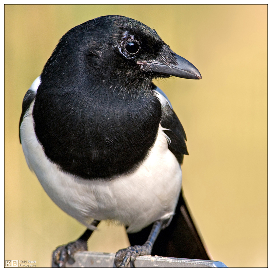Mr. Magpie