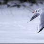 Winter Gull