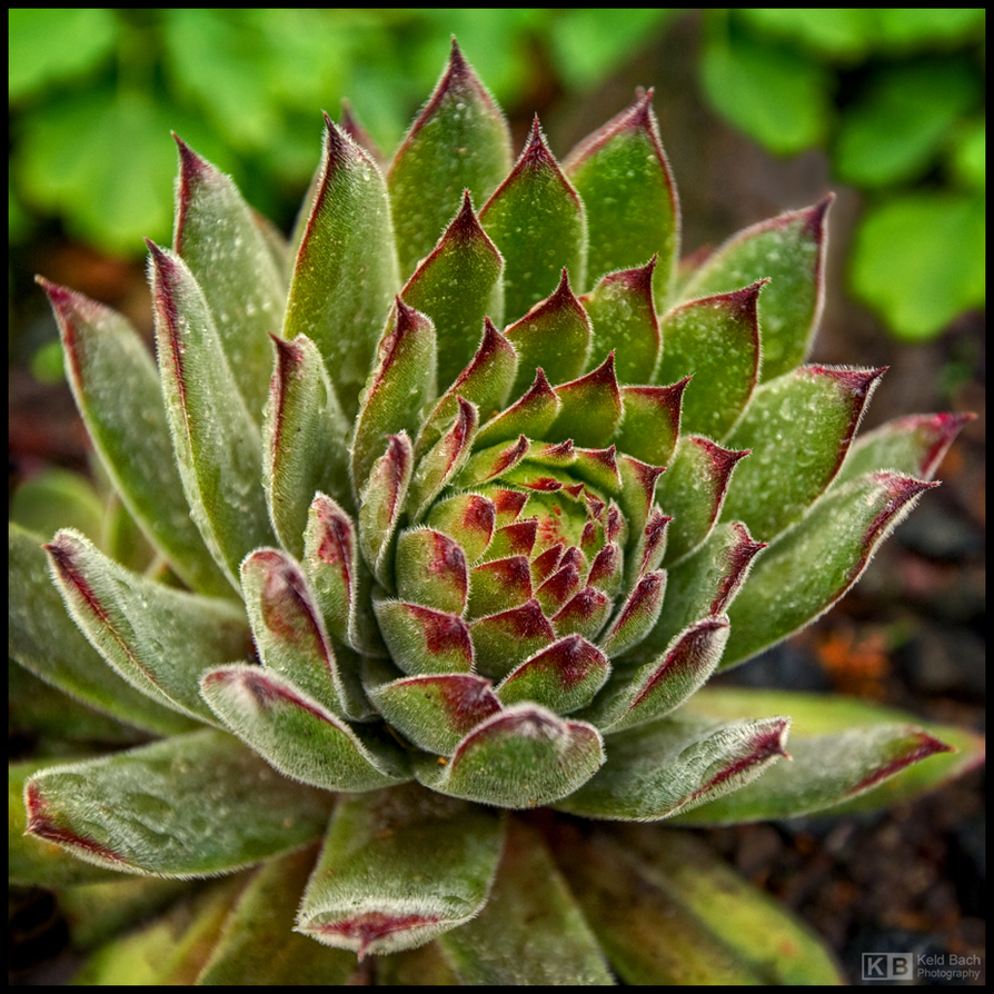 Prickly Sempervivum
