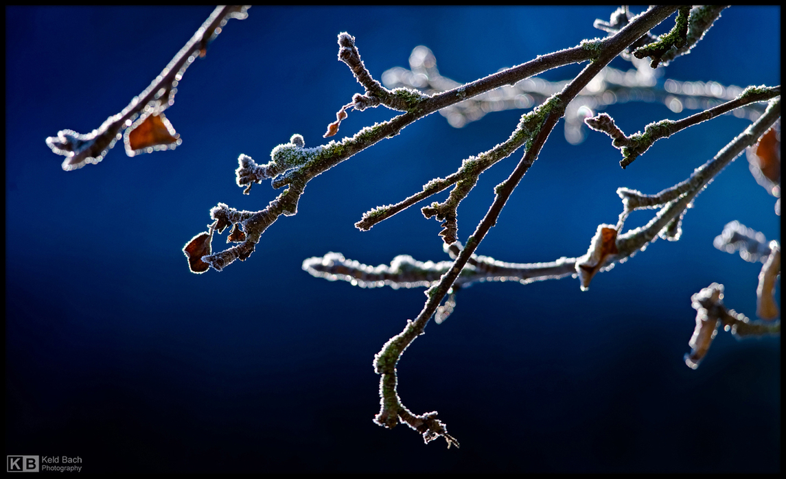 Rimy Branches