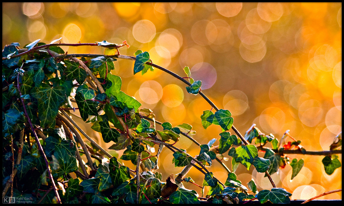 Backlit Ivy