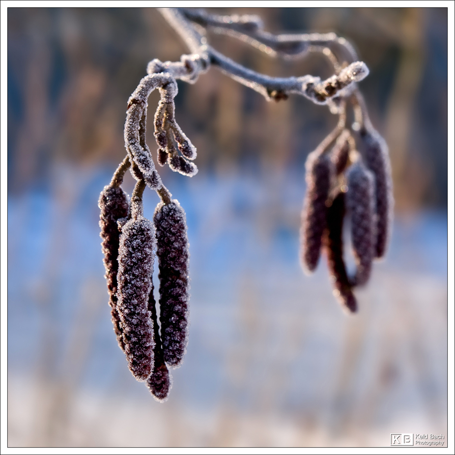 Aspen Rime