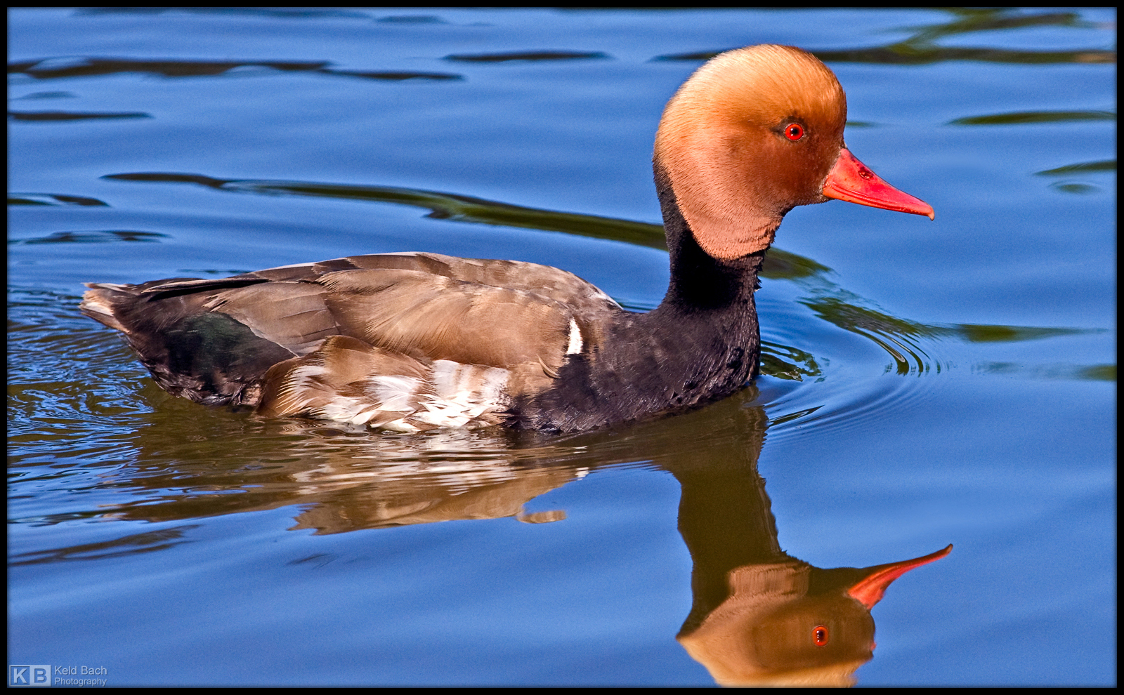 Red-Crested Pochard