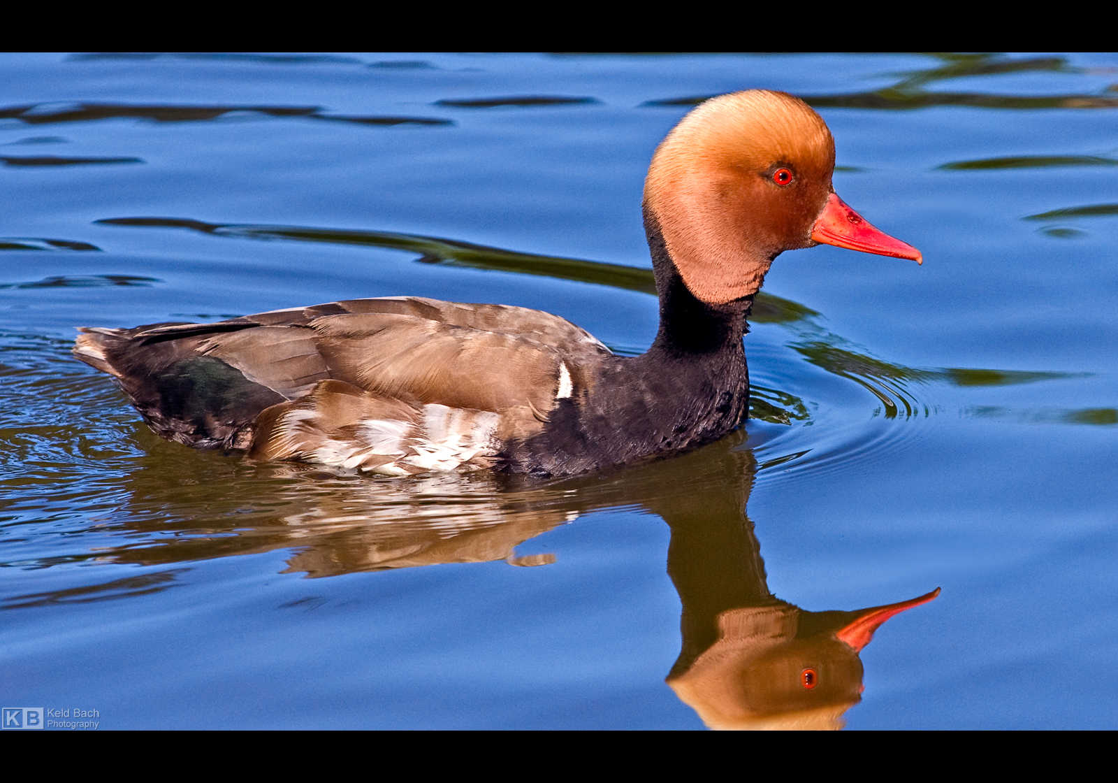 Red-Crested Pochard by KeldBach