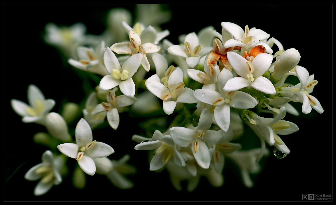 Privet Blooms
