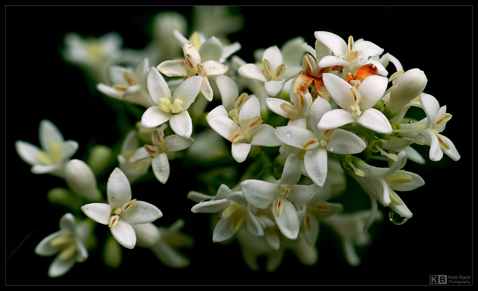 Privet Blooms