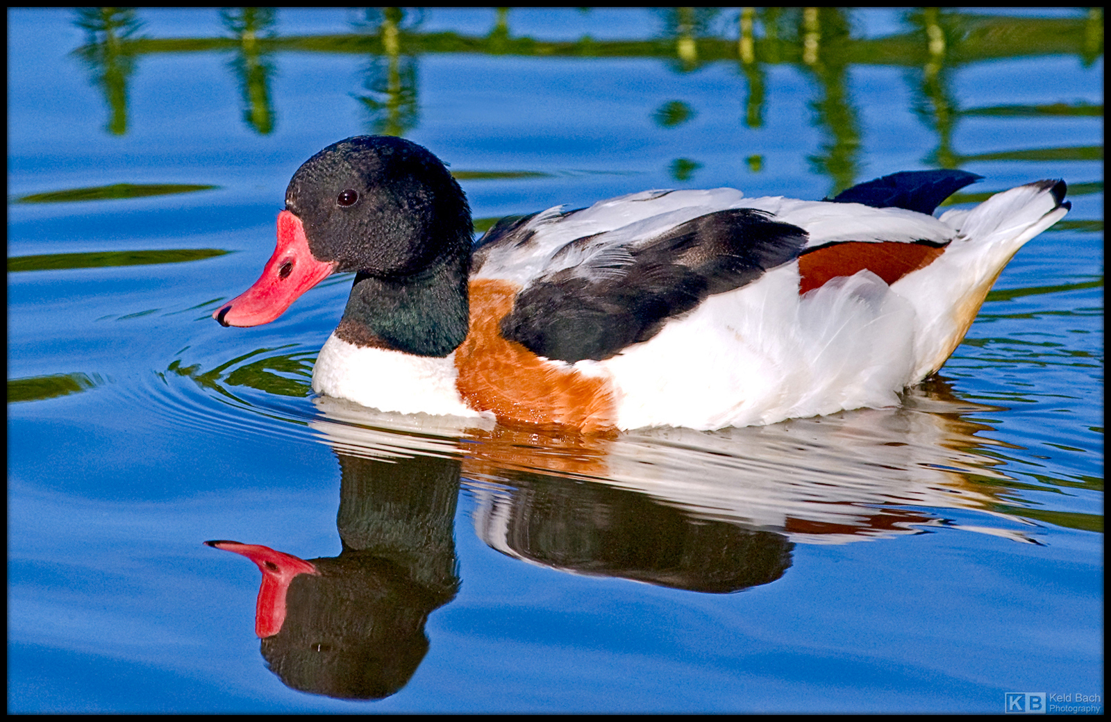 Shelduck