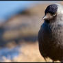 Jackdaw Portrait