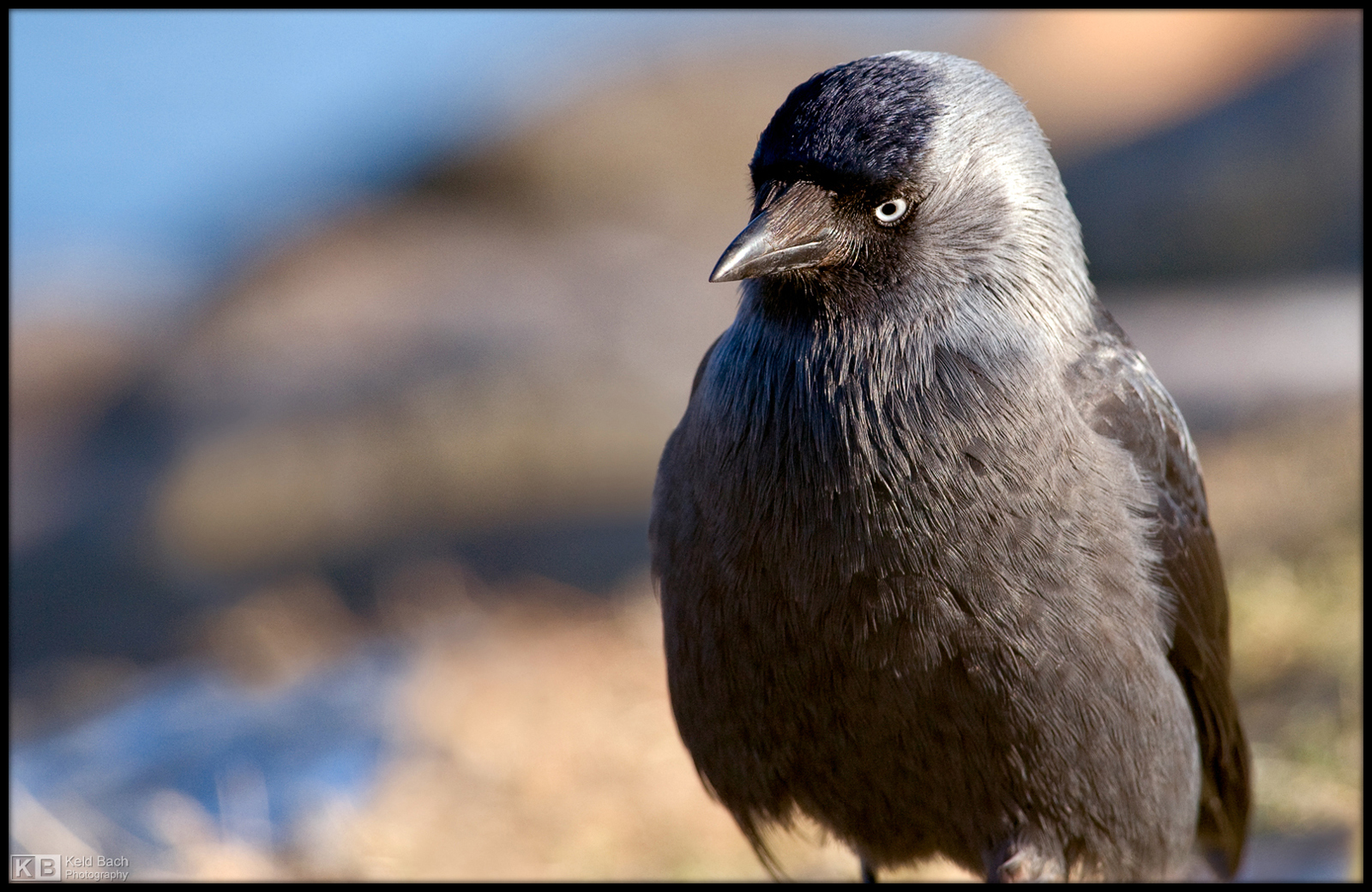 Jackdaw Portrait