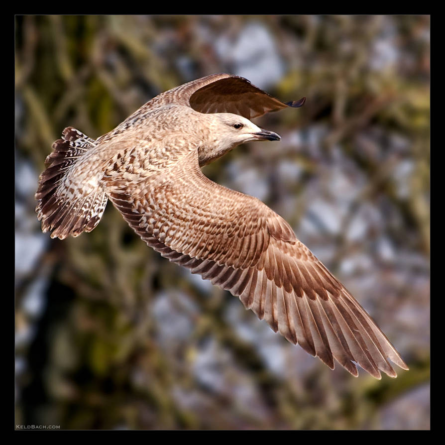 Banking by KeldBach