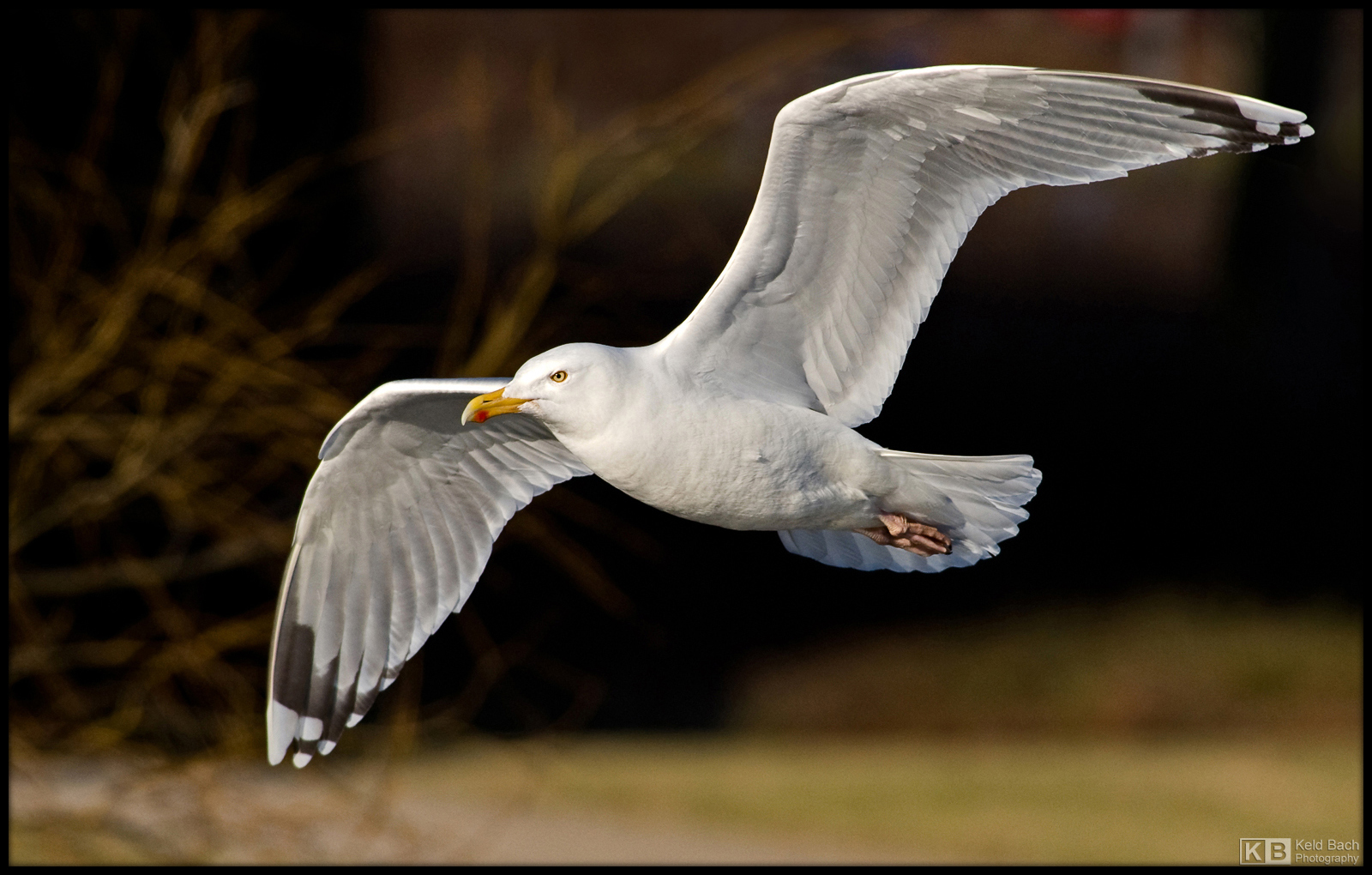 Herring Gull
