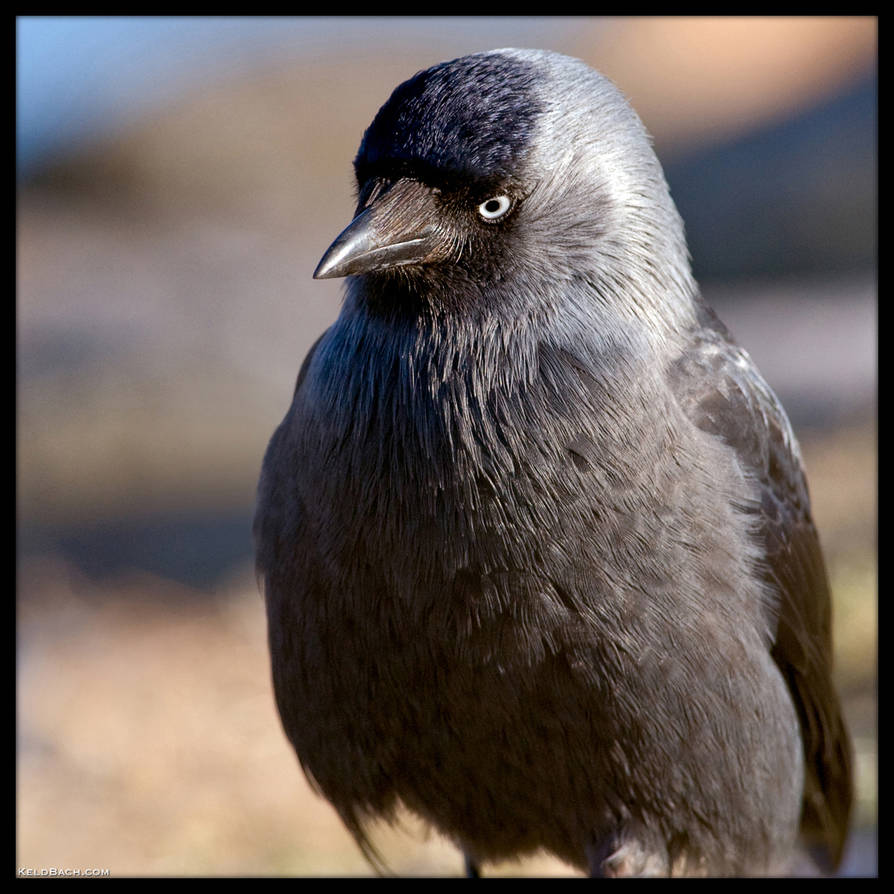Sad Bird by KeldBach