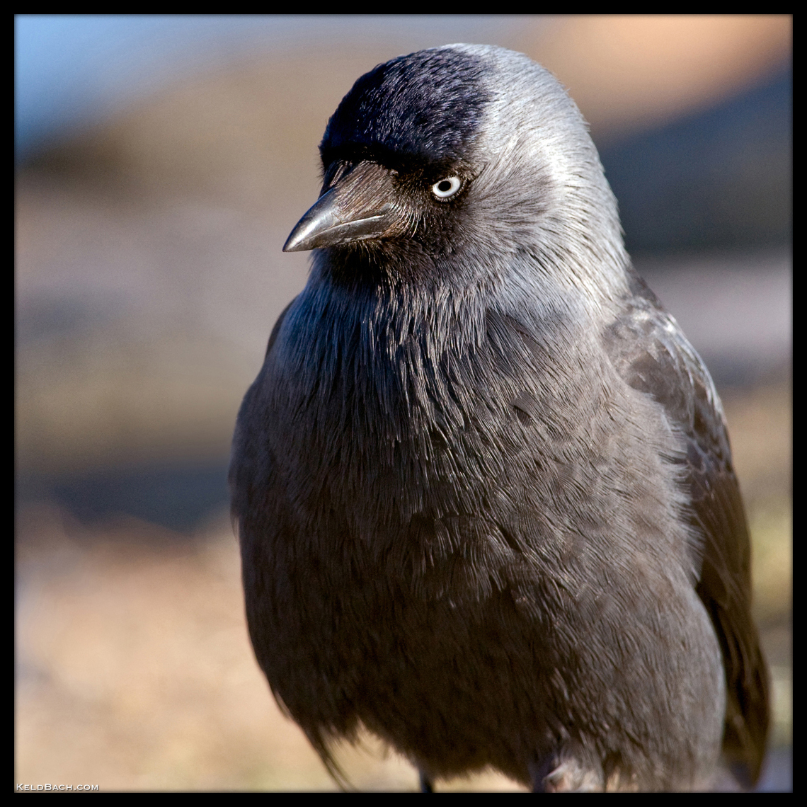 Sad Bird by KeldBach