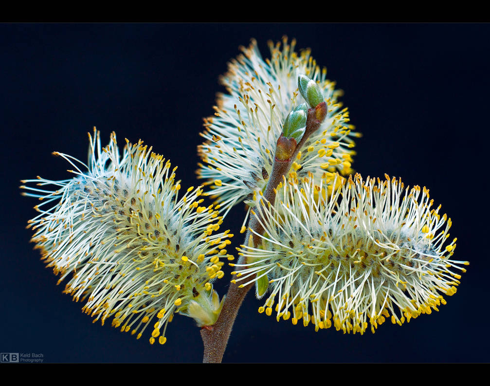 Blooming Catkins by KeldBach