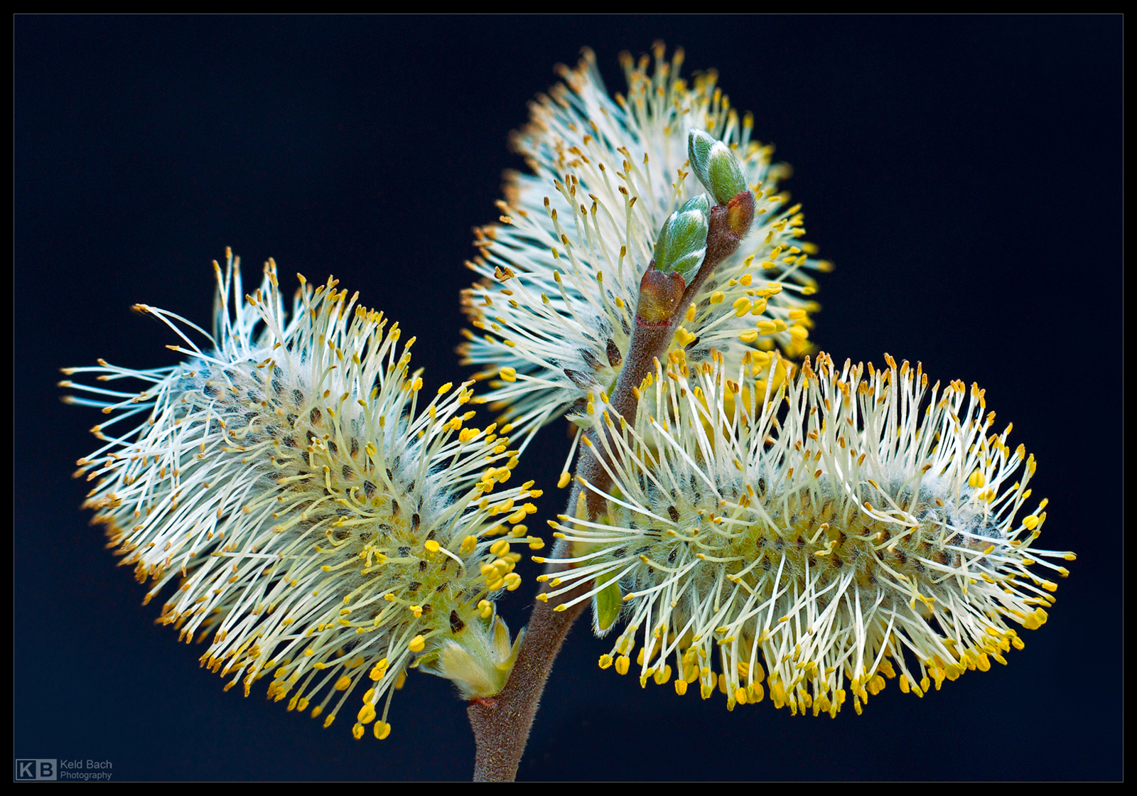 Blooming Catkins