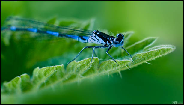 Damsel Fly