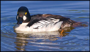 Goldeneye by KeldBach