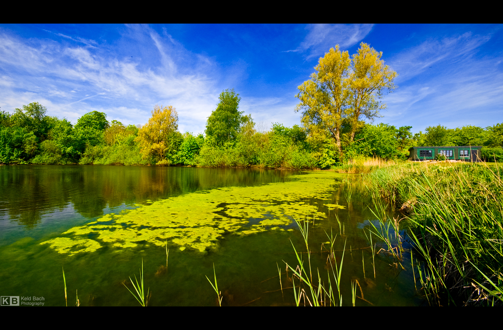 Duckweed by KeldBach