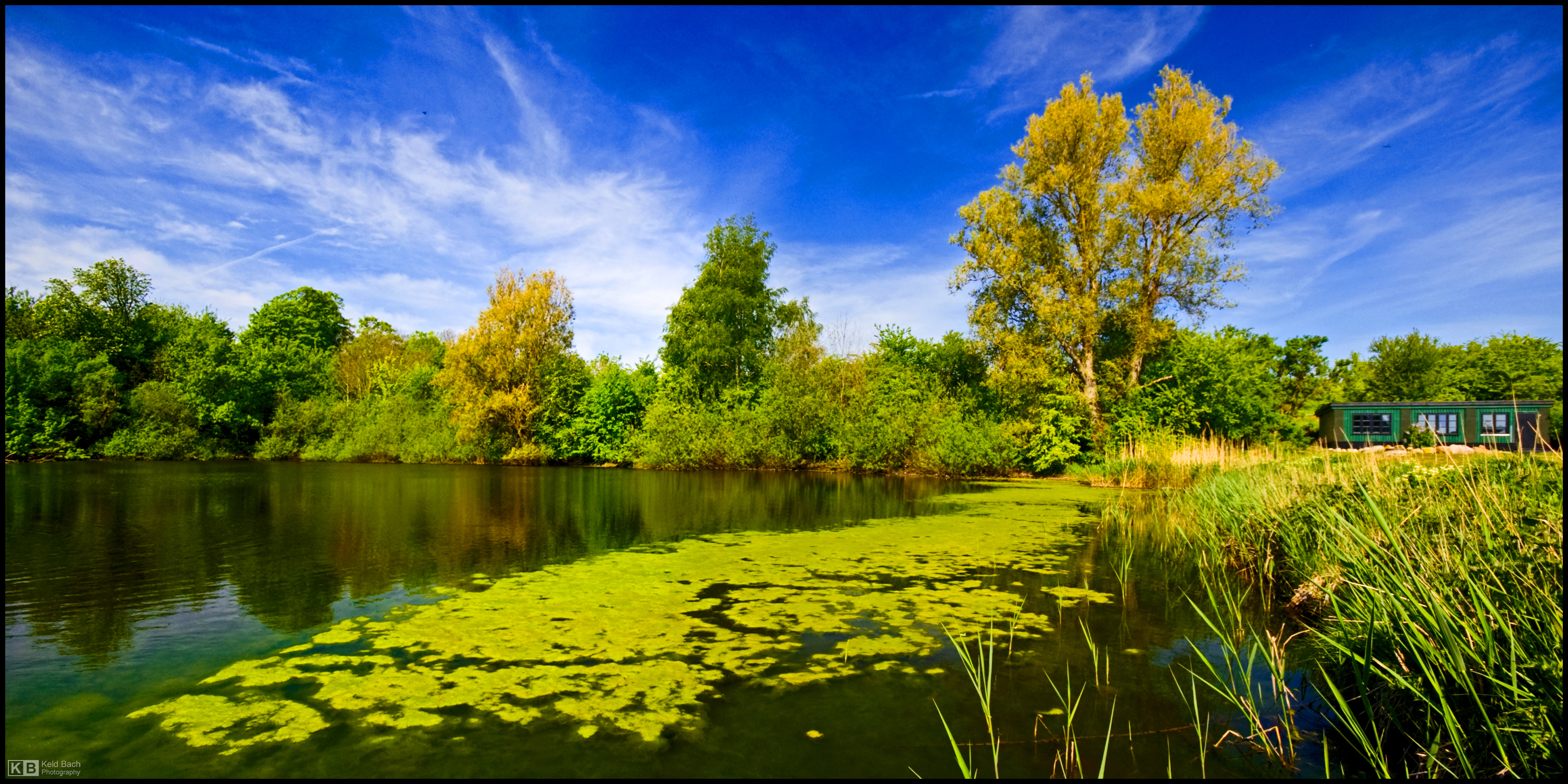 Duckweed