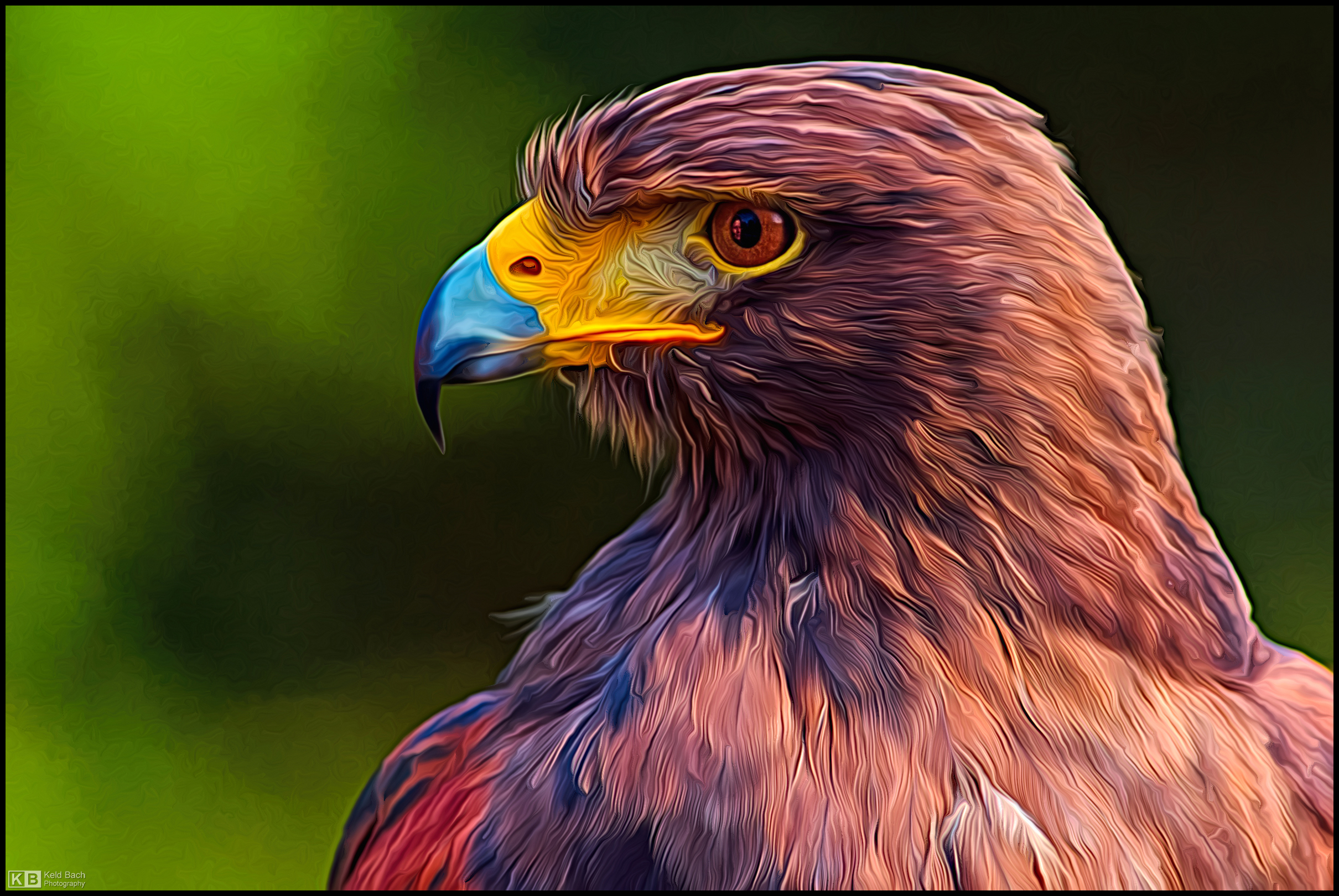 Falconer's Reflection