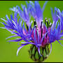 Blooming Cornflower