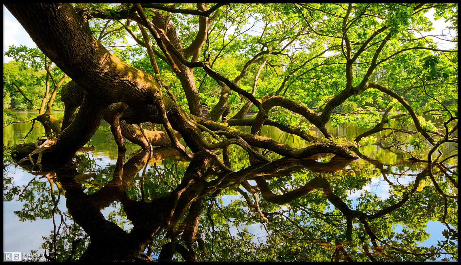 Tired Old Oak