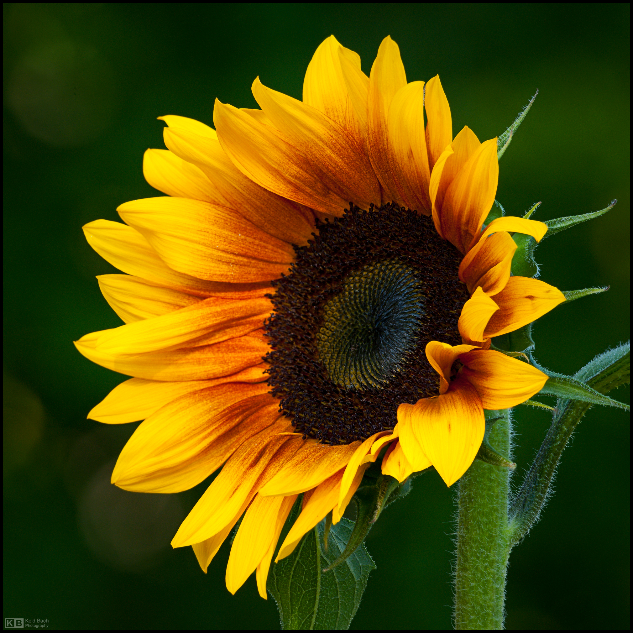 Sunflower Portrait