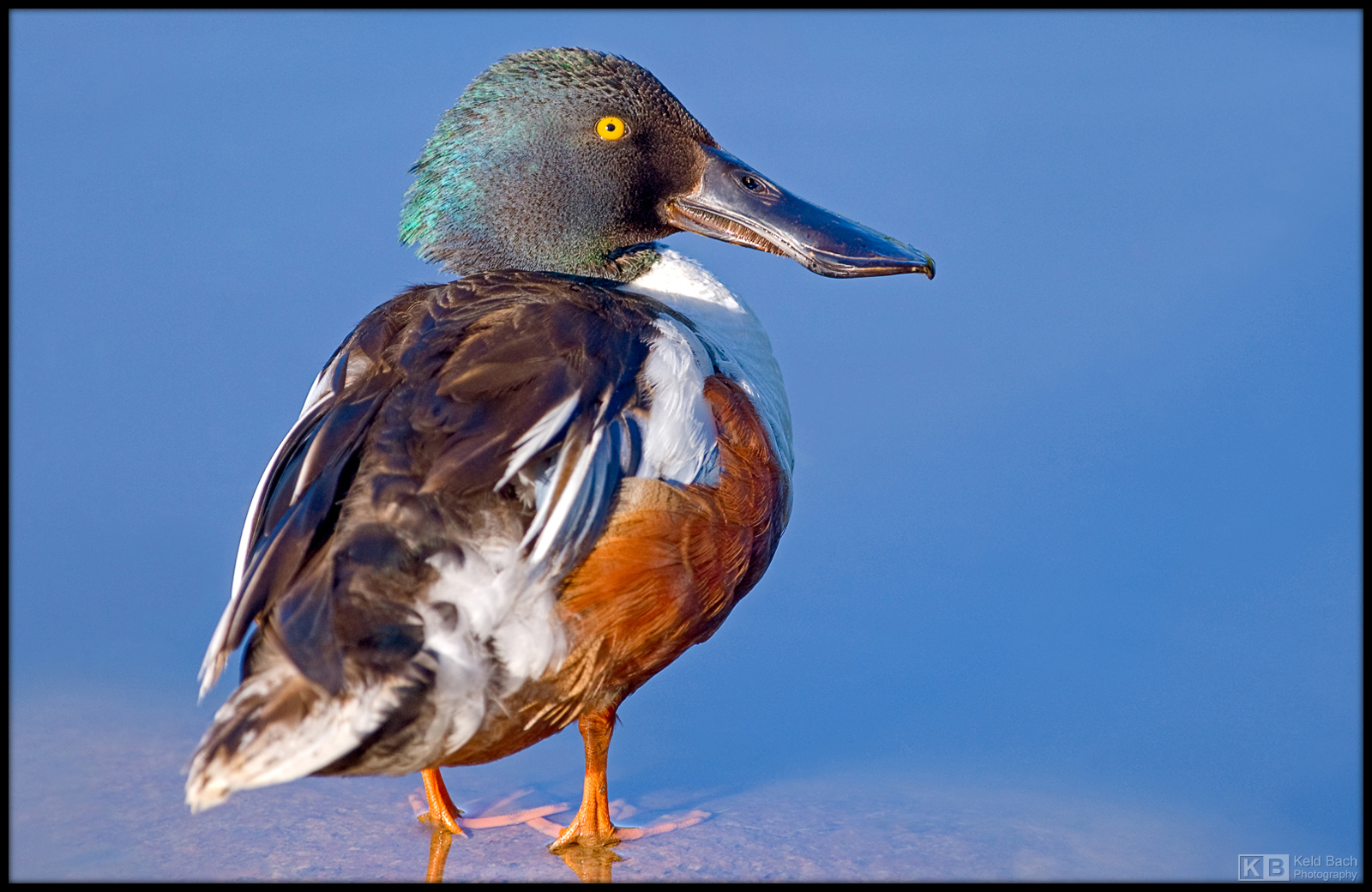 Meet the Shoveler