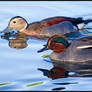 Two Species of Teal