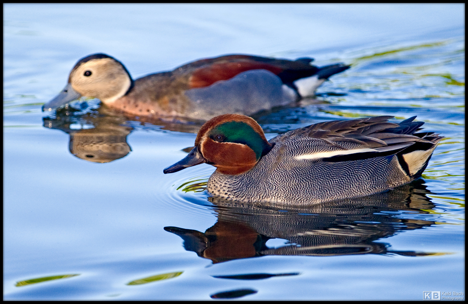 Two Species of Teal