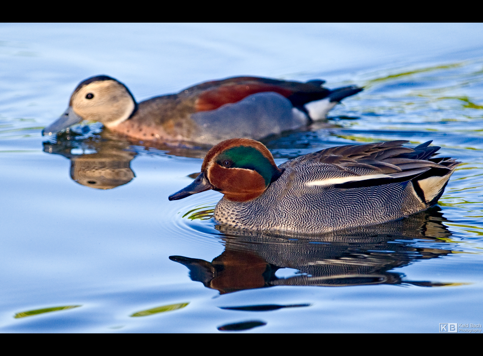 Two Species of Teal by KeldBach