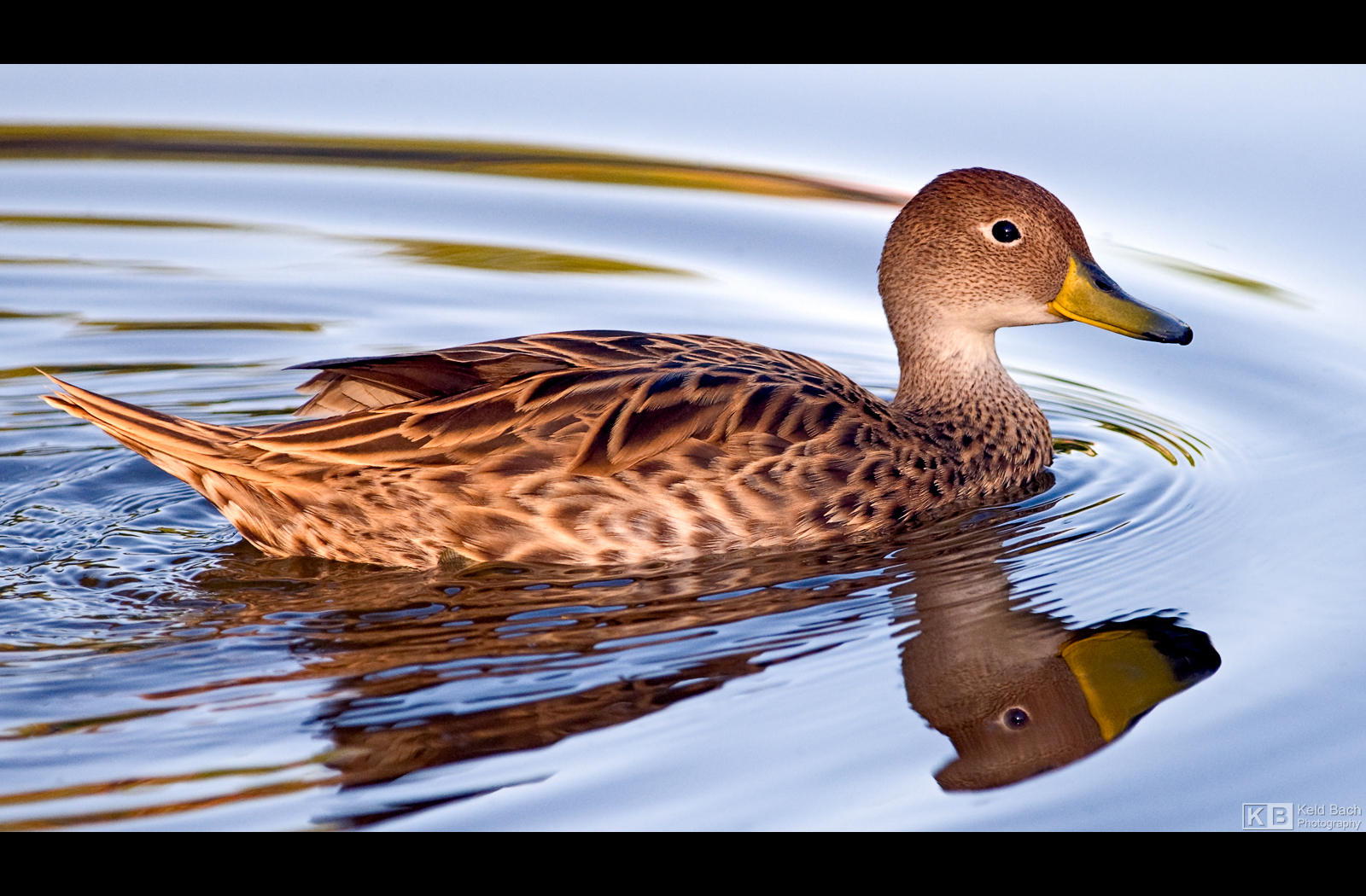 Yellow-Billed Pintail by KeldBach