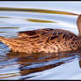 Yellow-Billed Pintail