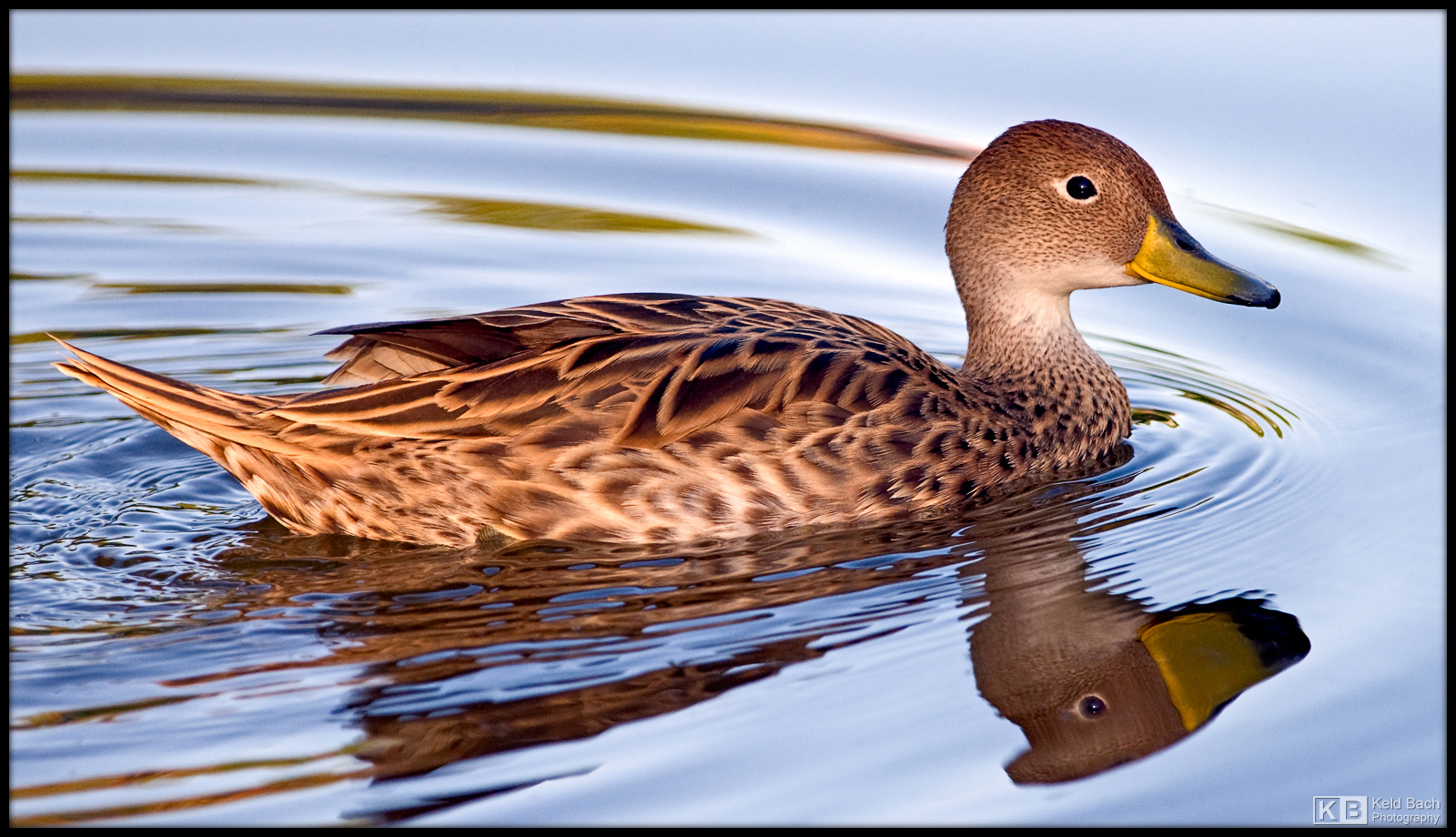 Yellow-Billed Pintail
