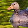 Greylag Goose Up Close