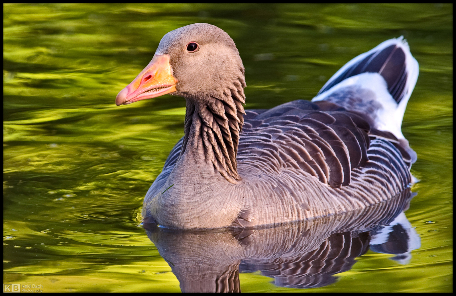 Greylag Goose Up Close