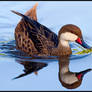 Bahama Pintail