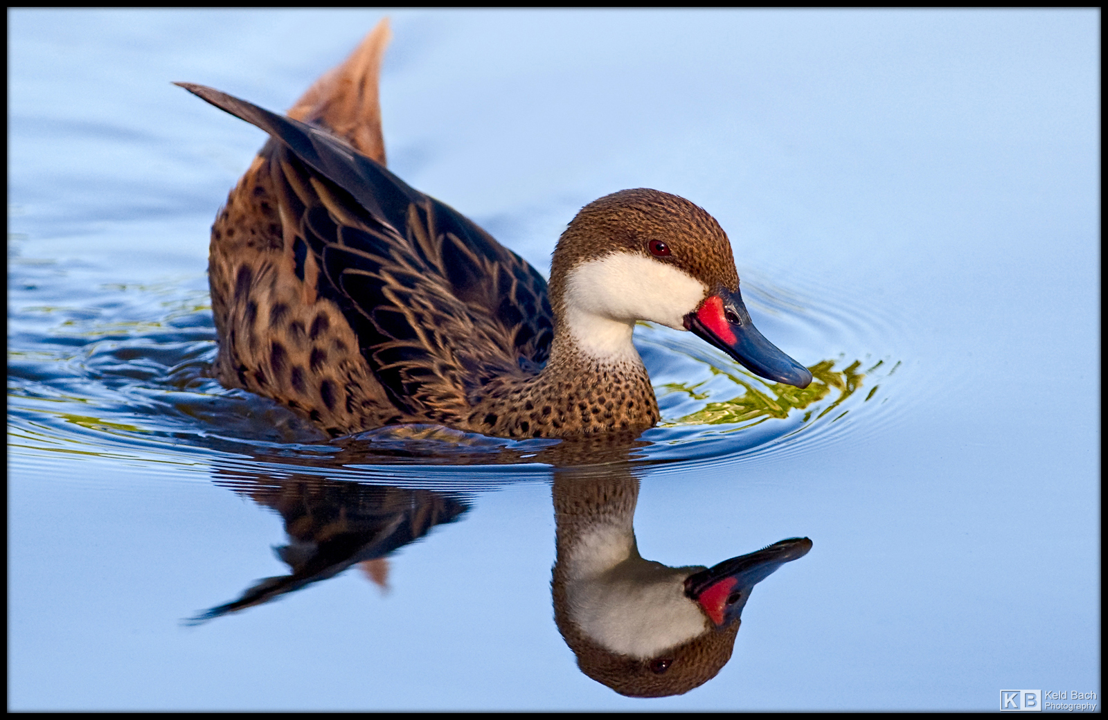Bahama Pintail